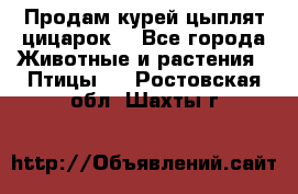 Продам курей цыплят,цицарок. - Все города Животные и растения » Птицы   . Ростовская обл.,Шахты г.